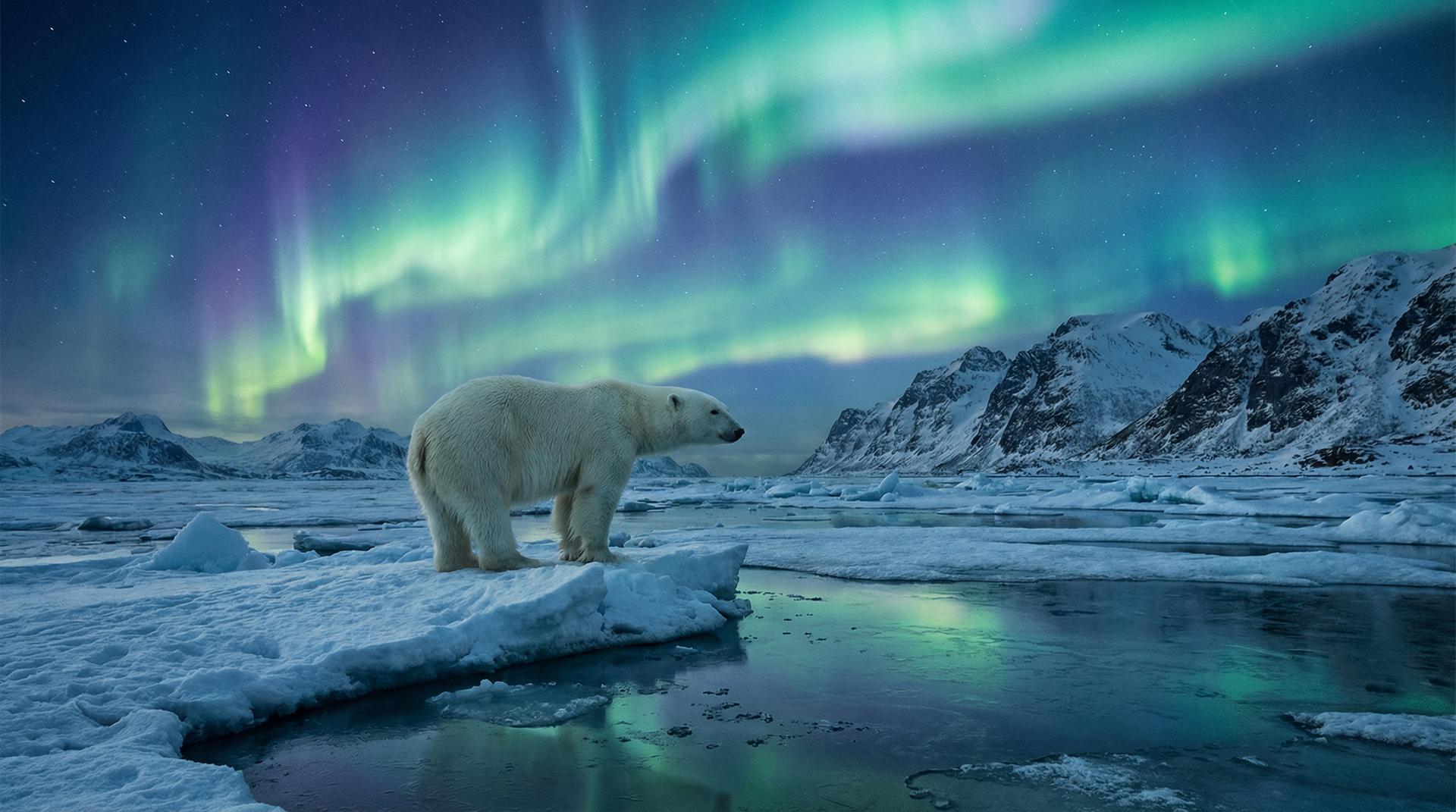 麻豆视频北极熊视频